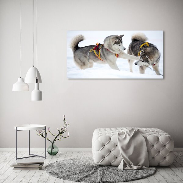 Foto obraz canvas Hasky zima oc-56011790