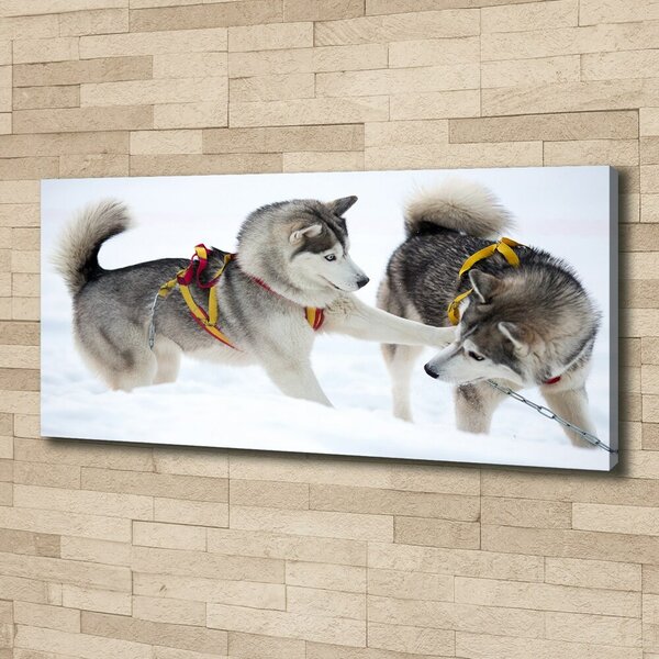 Foto obraz canvas Hasky zima oc-56011790