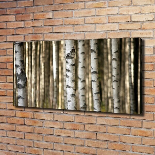Moderní obraz canvas na rámu Břízy oc-56871841