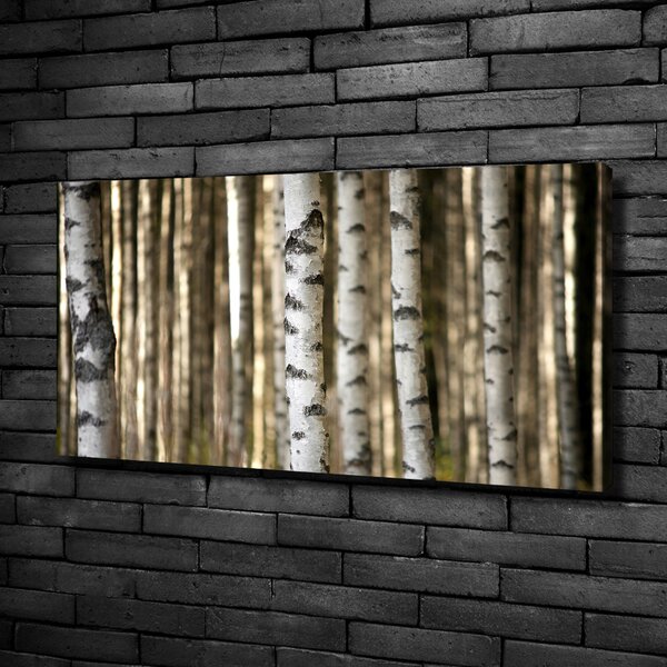 Moderní obraz canvas na rámu Břízy oc-56871841
