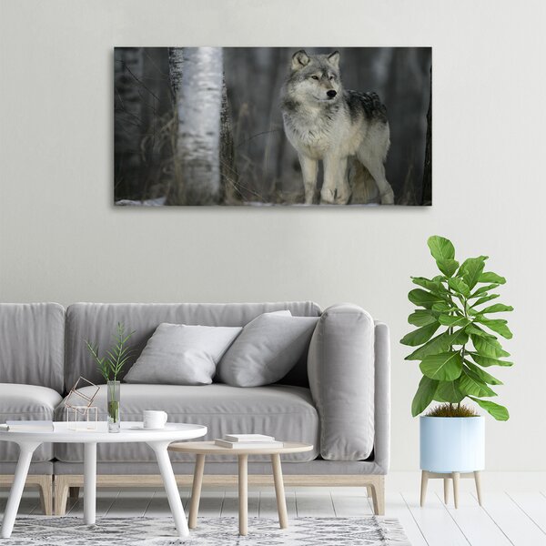 Foto obraz canvas Šedý vlk oc-57875164