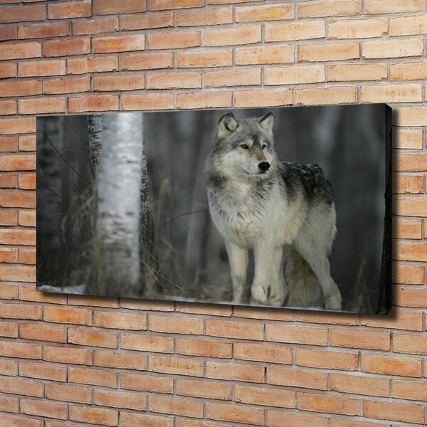 Foto obraz canvas Šedý vlk oc-57875164