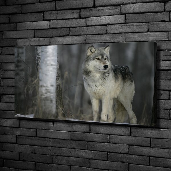 Foto obraz canvas Šedý vlk oc-57875164