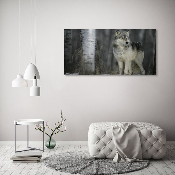 Foto obraz canvas Šedý vlk oc-57875164