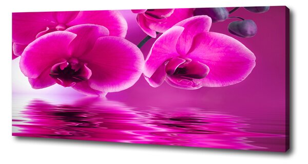 Foto obraz na plátně Orchidej oc-58002130