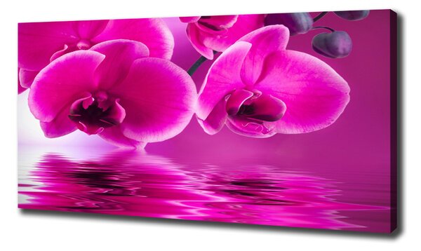 Foto obraz na plátně Orchidej oc-58002130