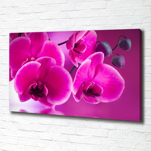 Foto obraz na plátně Orchidej oc-58002130