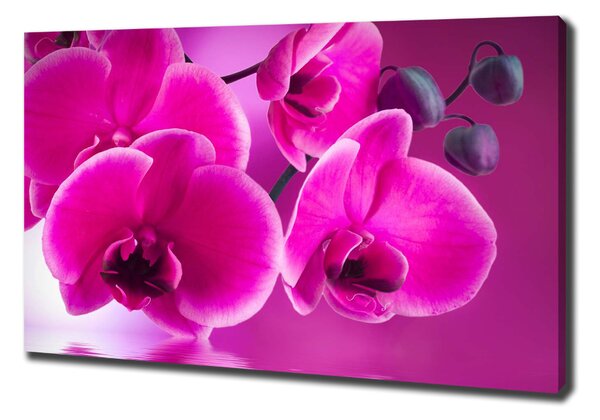 Foto obraz na plátně Orchidej oc-58002130