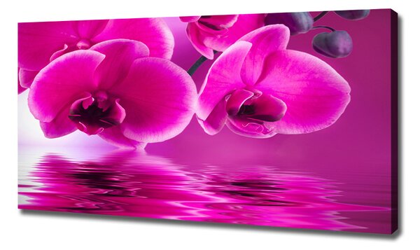 Foto obraz na plátně Orchidej oc-58002130