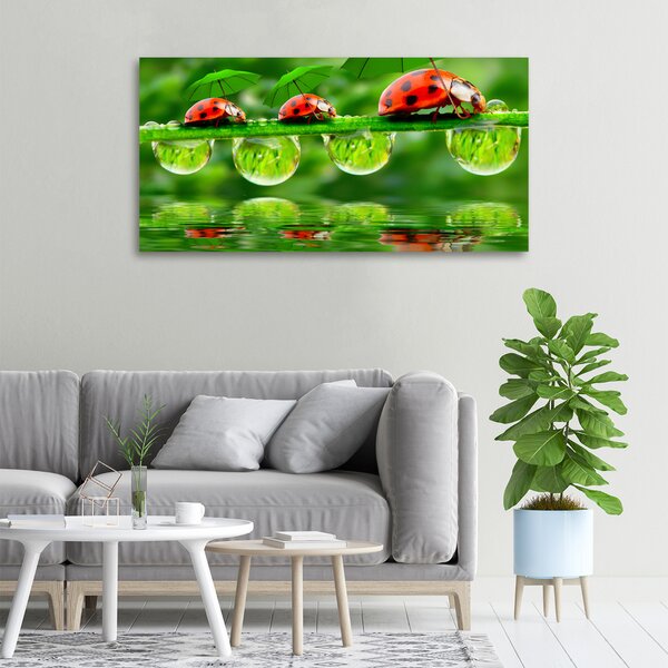 Moderní obraz canvas na rámu Berušky deštníky oc-58636971