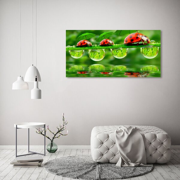 Moderní obraz canvas na rámu Berušky deštníky oc-58636971