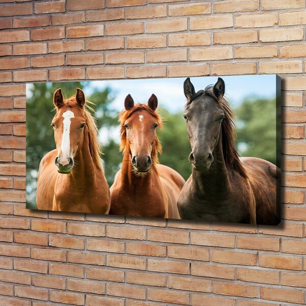 Moderní fotoobraz canvas na rámu Tři koně oc-58776709
