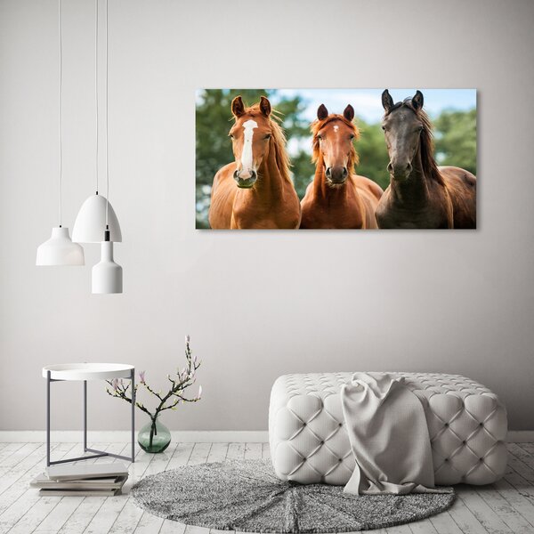 Moderní skleněný obraz z fotografie Tři koně osh-58776709