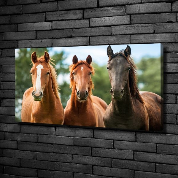 Moderní fotoobraz canvas na rámu Tři koně oc-58776709