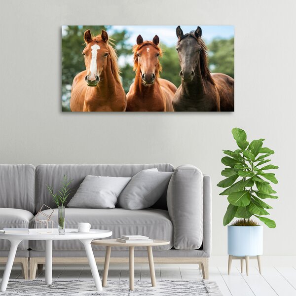Moderní fotoobraz canvas na rámu Tři koně oc-58776709