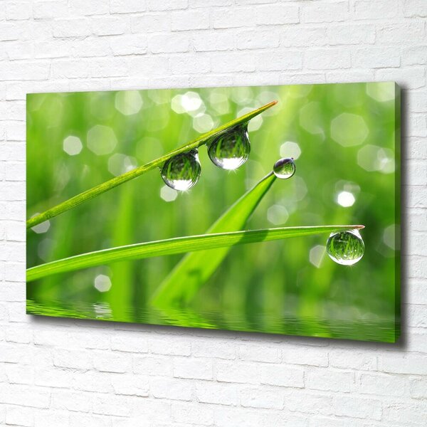 Moderní obraz canvas na rámu Kapky na trávě oc-59105885