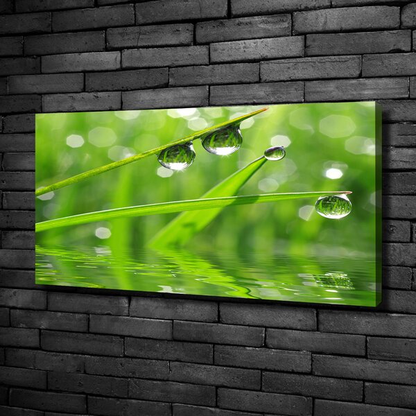 Moderní obraz canvas na rámu Kapky na trávě oc-59105885