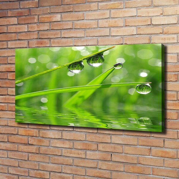 Moderní obraz canvas na rámu Kapky na trávě oc-59105885