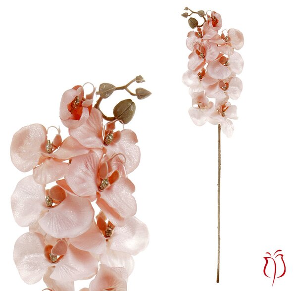 Orchidea velkokvětá, lososová barva. UKK285-PINK