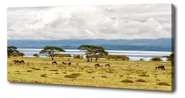 Foto obraz na plátně Jezero Naivasha oc-60219348