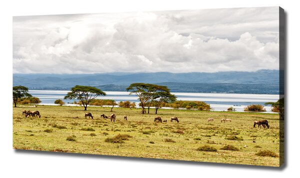 Foto obraz na plátně Jezero Naivasha oc-60219348