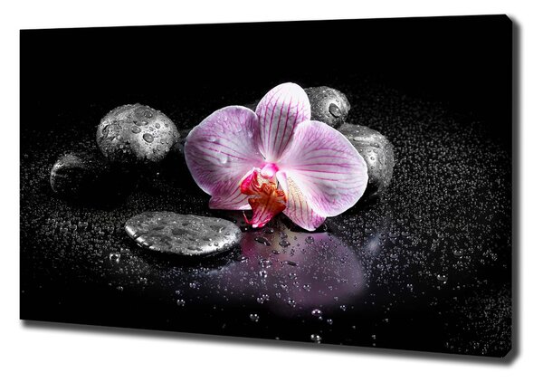 Foto obraz na plátně do obýváku Orchidej oc-60629892