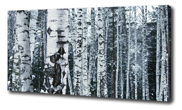 Foto obraz na plátně do obýváku Stromy bříza oc-60759693