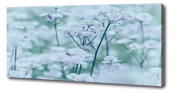 Moderní fotoobraz canvas na rámu Jarmanka větší oc-61315744