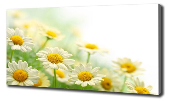 Foto obraz na plátně Sedmikrásky oc-61700448