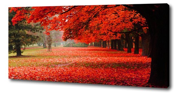 Foto obraz canvas Stromy podzim oc-62277653
