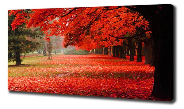 Foto obraz canvas Stromy podzim oc-62277653