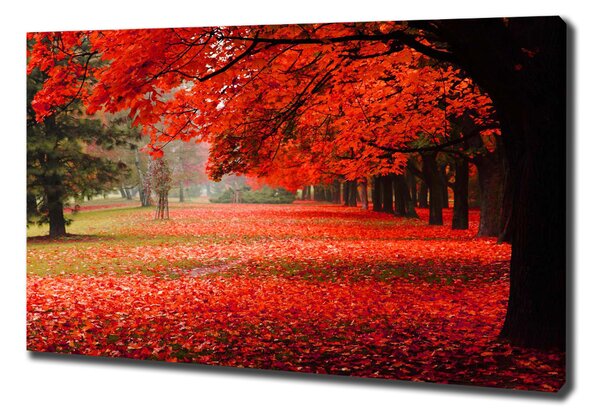 Foto obraz canvas Stromy podzim oc-62277653
