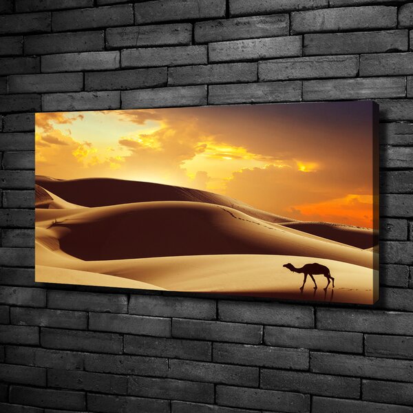 Foto obraz na plátně Velbloud Sahara oc-62618383