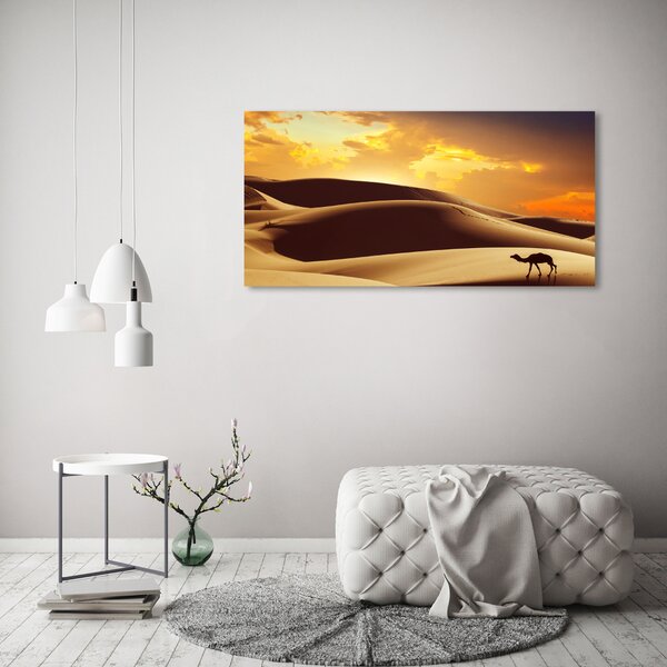 Foto obraz na plátně Velbloud Sahara oc-62618383