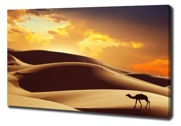 Foto obraz na plátně Velbloud Sahara oc-62618383