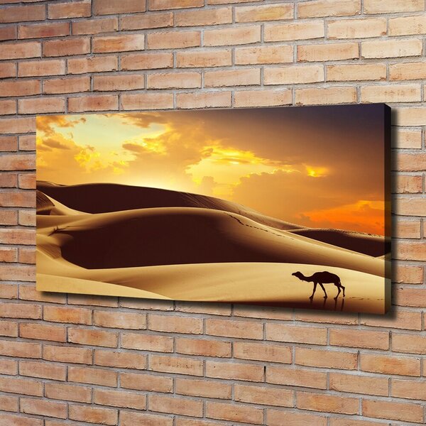 Foto obraz na plátně Velbloud Sahara oc-62618383