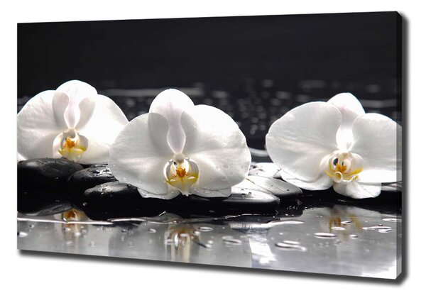 Foto obraz na plátně do obýváku Orchidej oc-62952104