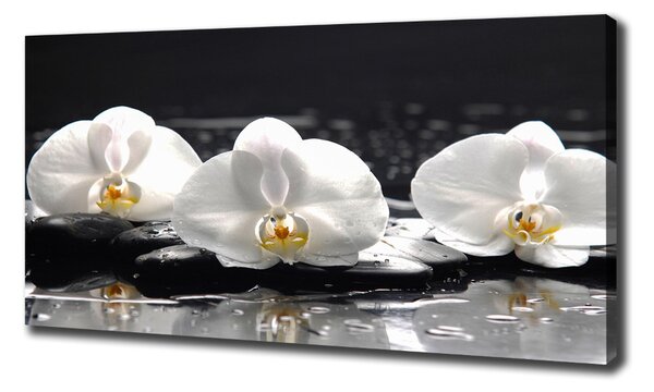 Foto obraz na plátně do obýváku Orchidej oc-62952104