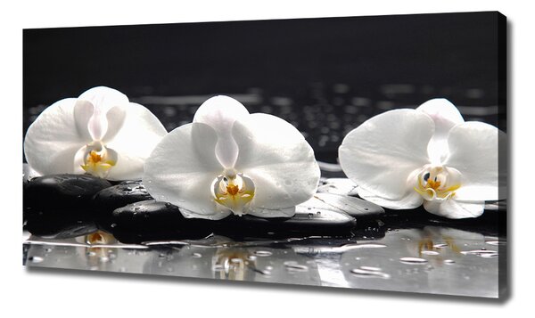 Foto obraz na plátně do obýváku Orchidej oc-62952104