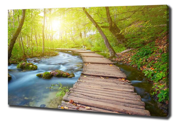 Foto obraz canvas Stezka v lese oc-63778873