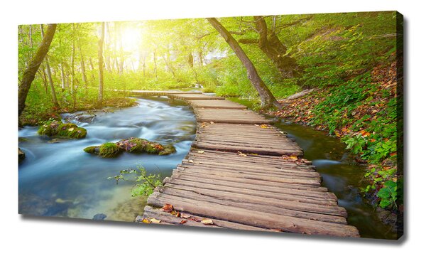 Foto obraz canvas Stezka v lese oc-63778873