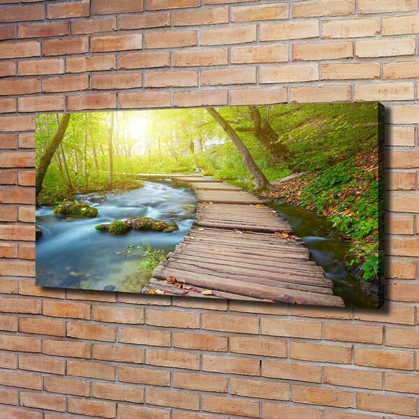 Foto obraz canvas Stezka v lese oc-63778873