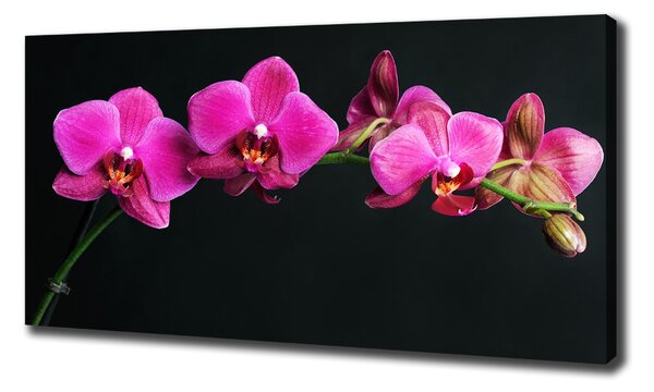 Foto obraz na plátně Orchidej oc-64284743