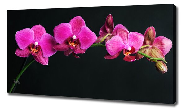 Foto obraz na plátně Orchidej oc-64284743