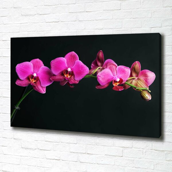 Foto obraz na plátně Orchidej oc-64284743