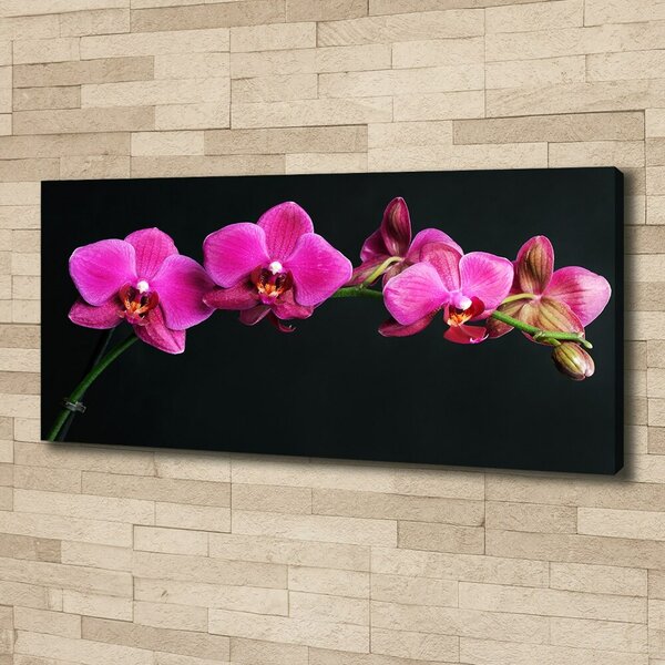 Foto obraz na plátně Orchidej oc-64284743