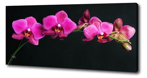 Foto obraz na plátně Orchidej oc-64284743