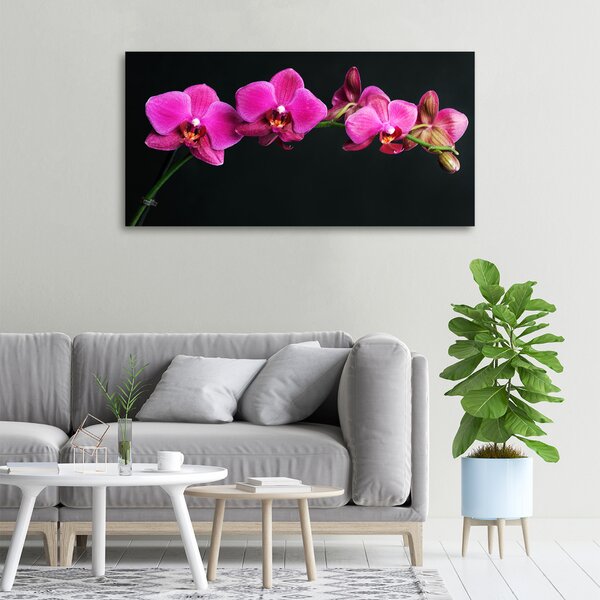 Foto obraz na plátně Orchidej oc-64284743