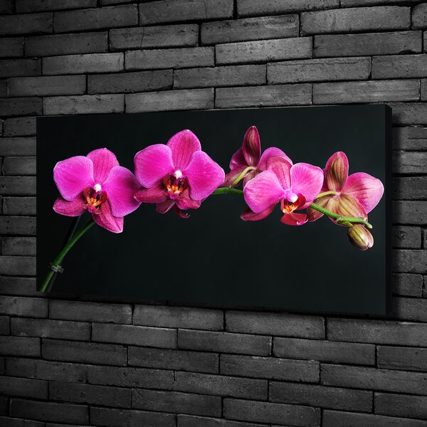 Foto obraz na plátně Orchidej oc-64284743