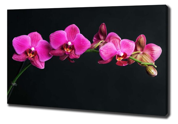 Foto obraz na plátně Orchidej oc-64284743